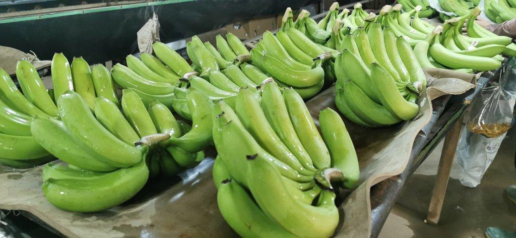 Green Cavendish Banana