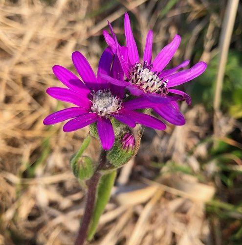 Senecio flower seeds