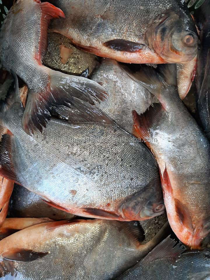 00f22cc3c34b4ac9ac77bc49ada3a3a2