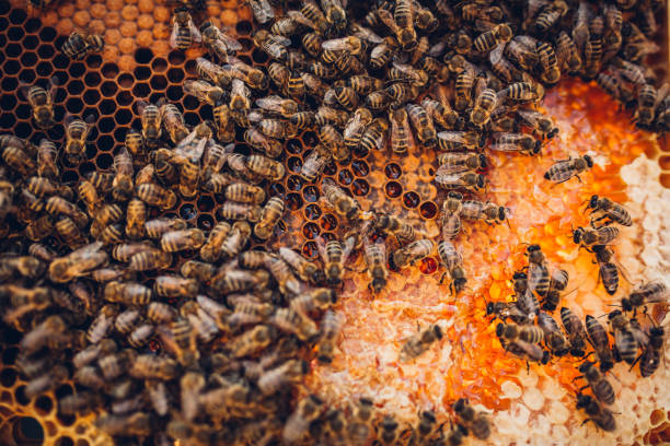 Top 10 Bees By Product Wax Suppliers in United Kingdom in Quarter 3 of 2025