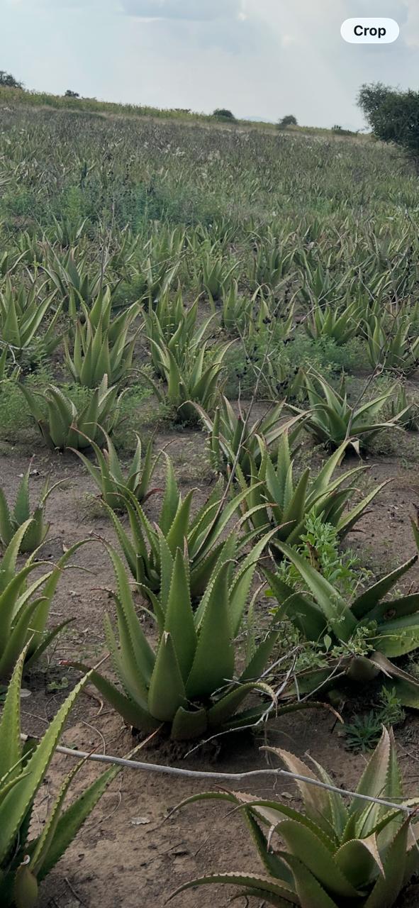 Aloe Packaging