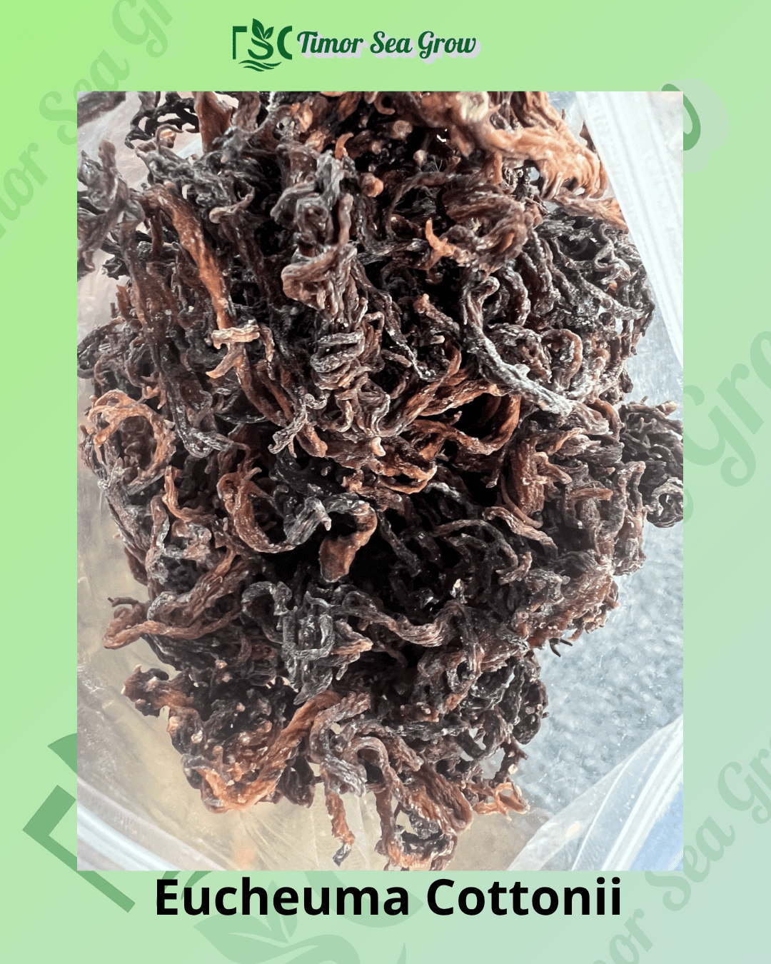 High-Quality Kappa-Carrageenan Raw Material