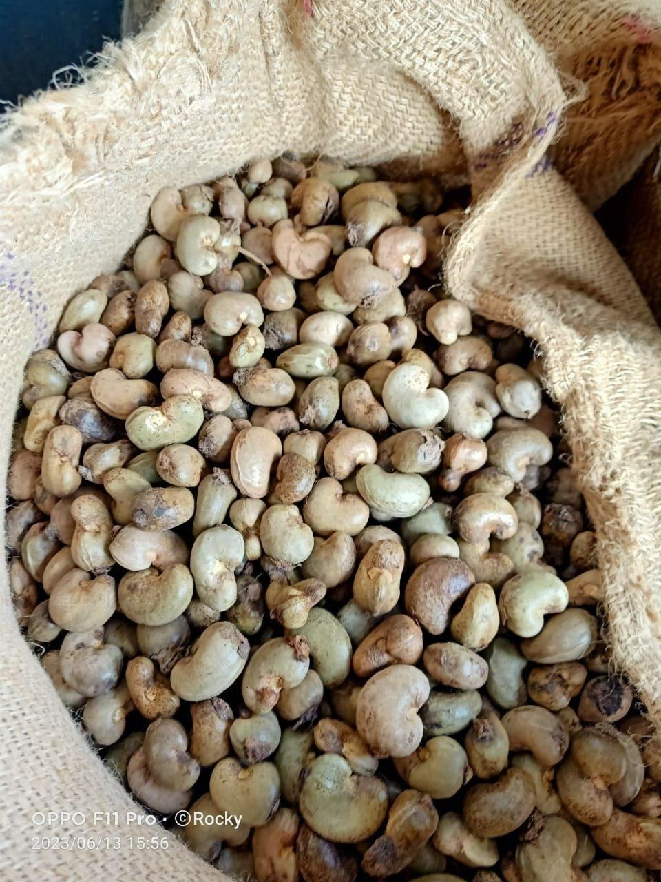 High Quality Raw Cashew Nuts for Snack Manufacturers Bakeries Confectionery Production