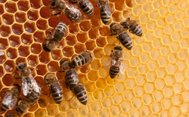 Urgent Market Update: Top 4 Bees By Product Wax Suppliers in Kenya in Year 2025