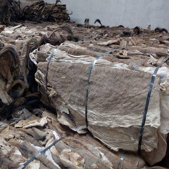 Donkey Hides, Clean and Premium Grade, Cheap Bulk Wholesale Prices