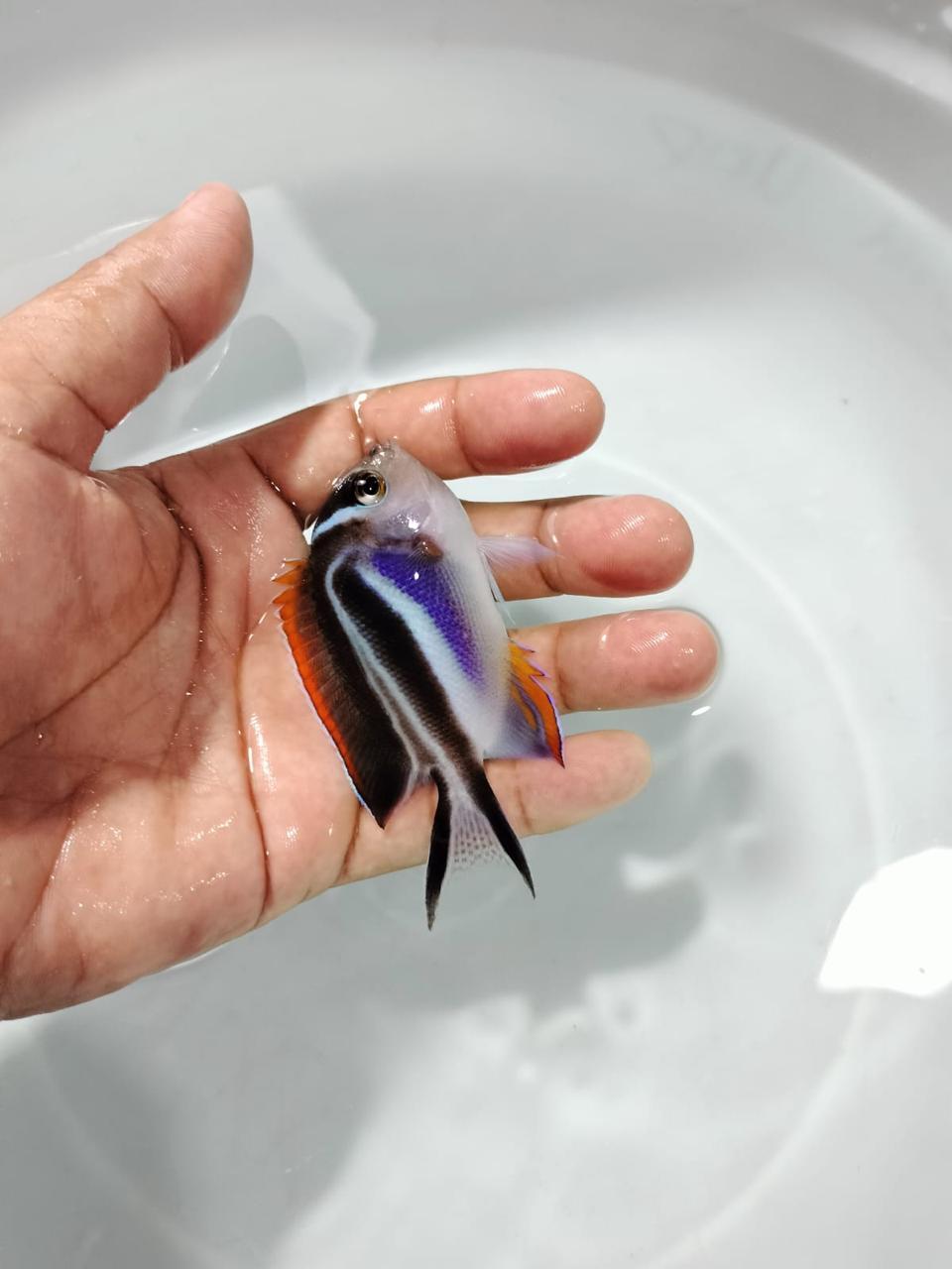 ornament fish, exotic fish, live fresh/salt water fish