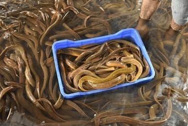 Live eel fish 