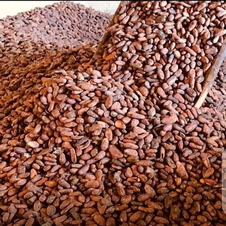 Packaged Cocoa Beans