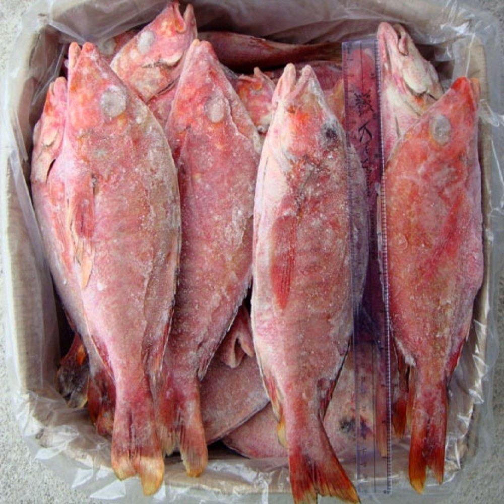 Fresh IQF Frozen Redfish Red Drum Whole Fillet Steak Gutted Scaled Seafood Export Bulk Supply