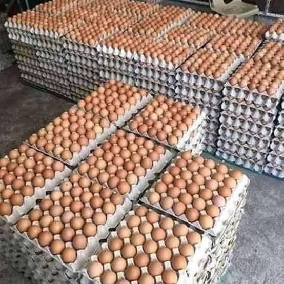 Wholesale Fresh Brown Eggs Distribution