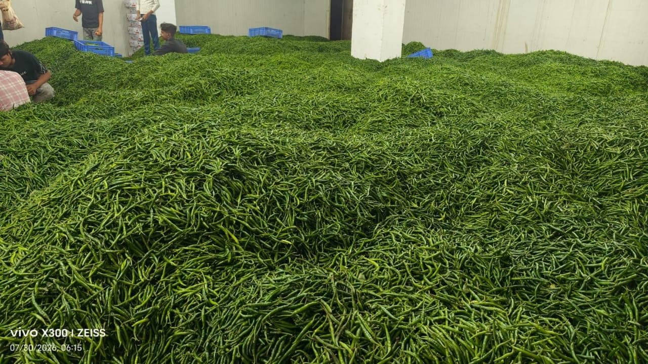 Green chili G4