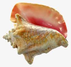 Frozen Conch seafood / abalone +27739729209