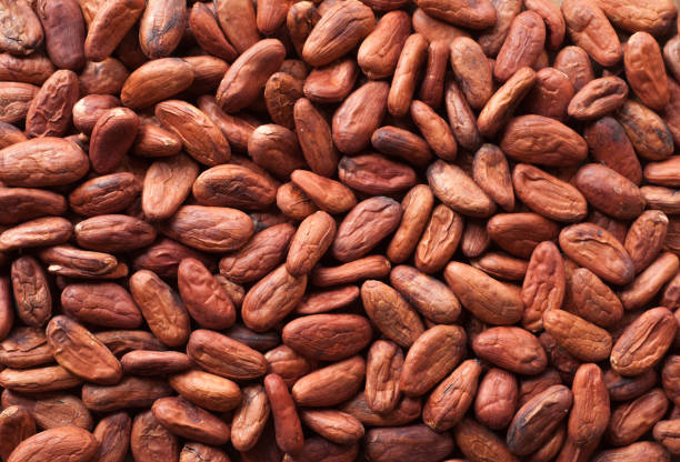 Top 10 Cocoa Beans Suppliers in South Africa in Quarter 3 of 2025