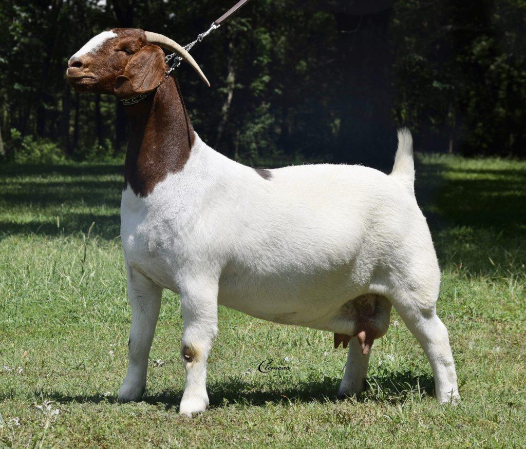 Wholesale Boer Goats Superior Genetic Goat Breed for Farms Ranches and Agricultural Businesses