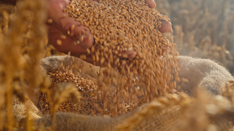 Top 10 Grain Suppliers in Bangladesh in Year 2025: Urgent Market Update You Need to Know