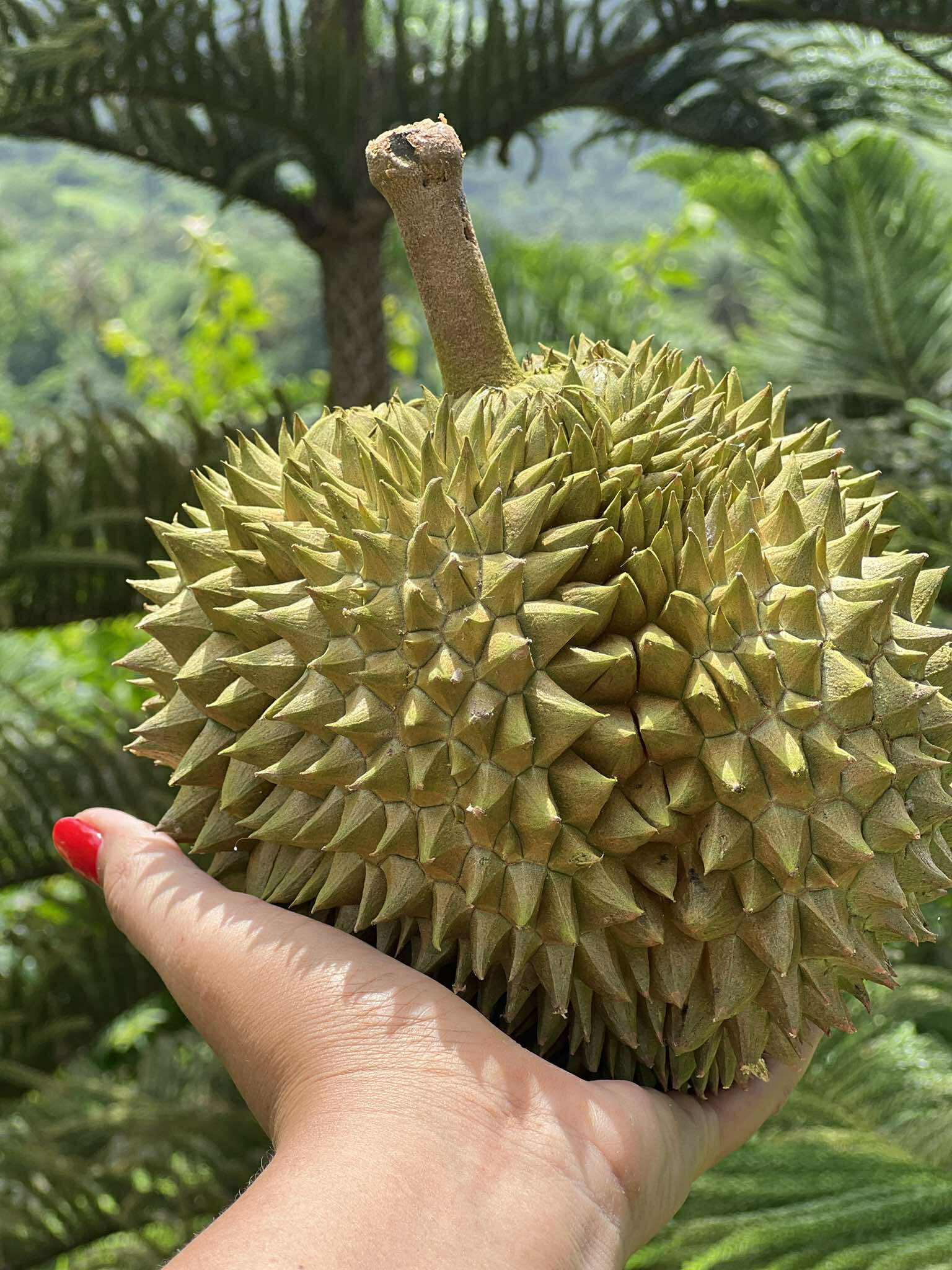 Top 3 Durian Suppliers in Thailand for Serious Buyers - 2