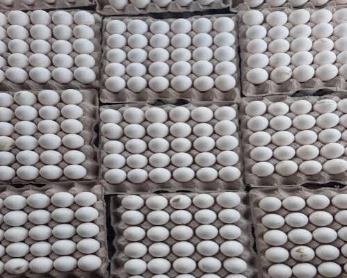Wholesale Fresh White Chicken Eggs Supply
