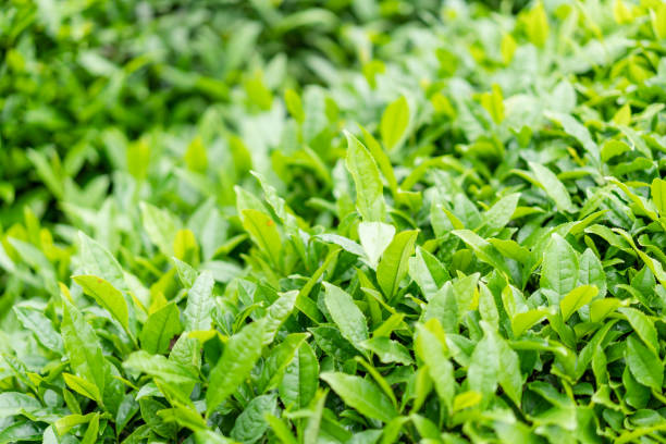 Top 8 Green Tea Suppliers in Indonesia in August 2025: A Timely Market Analysis
