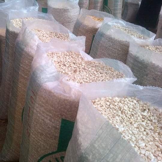 White Corn Maize Image 2