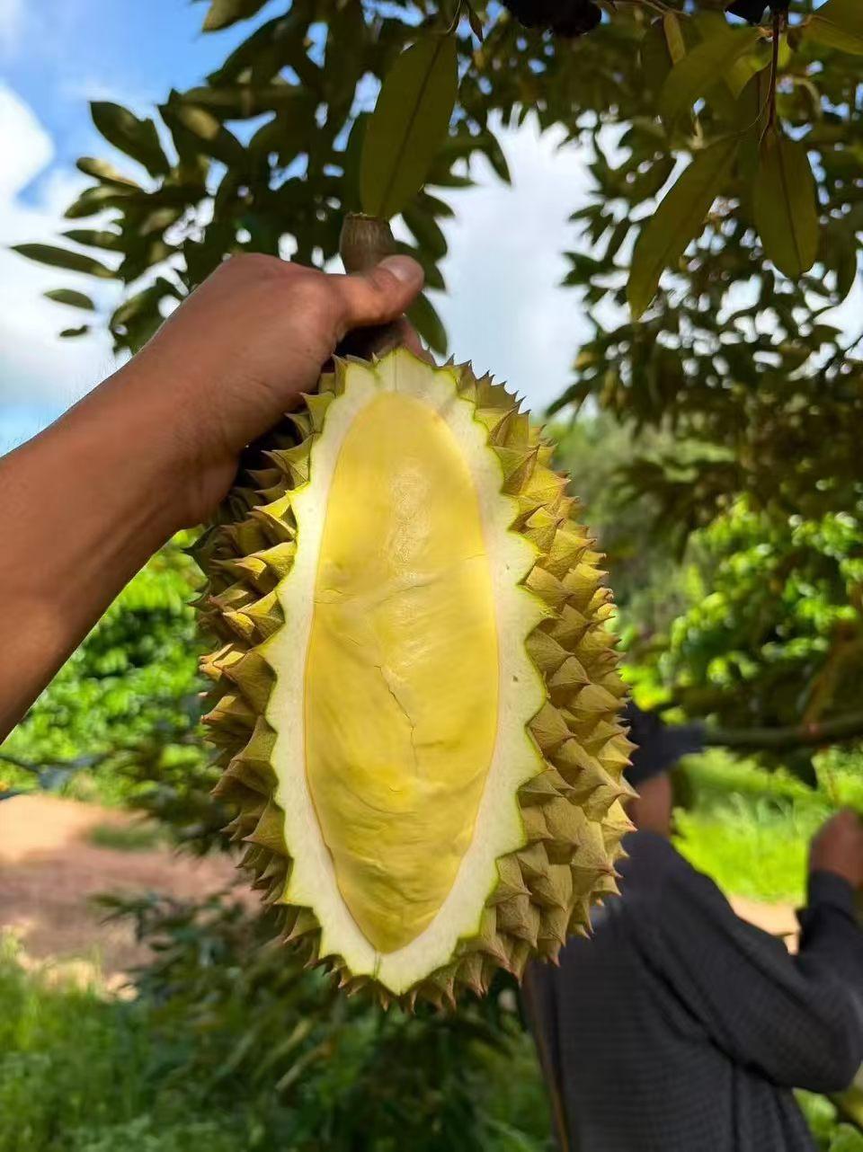Durian