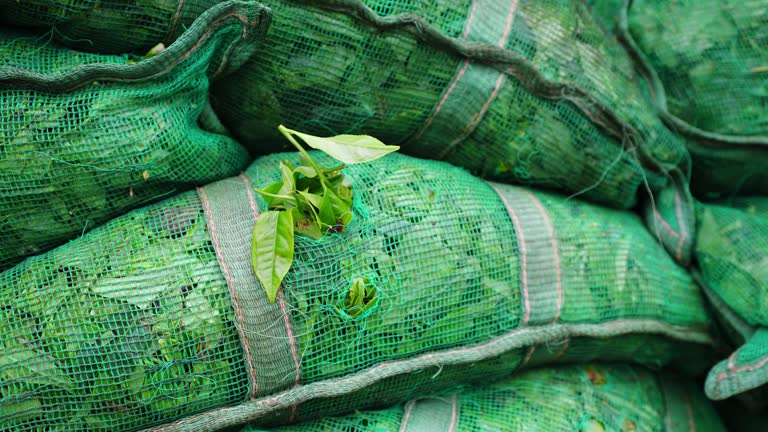 Your Expert Guide to Procuring Top-Tier Green Tea: Top 10 Green Tea Suppliers in Spain in July 2025