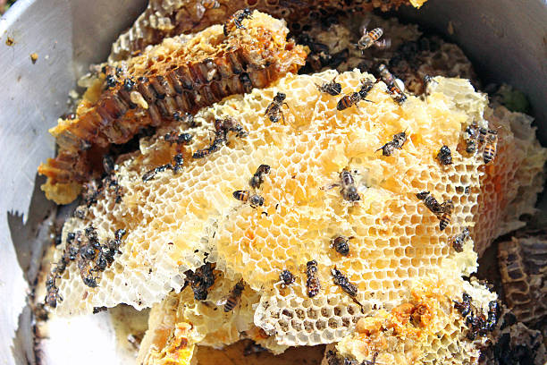 A Comprehensive Guide to Sourcing High-Quality Bees By Product Wax: Top 3 Bees By Product Wax Suppliers in Vietnam in Year 2025