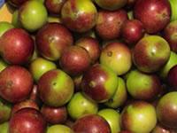 Camu Camu C++ Concentrated Fruit Powder 30:1 Stability Stable Vitamin C Raw Food Quality Raw Food Quality Product Form Concentrated Whole Fruit
