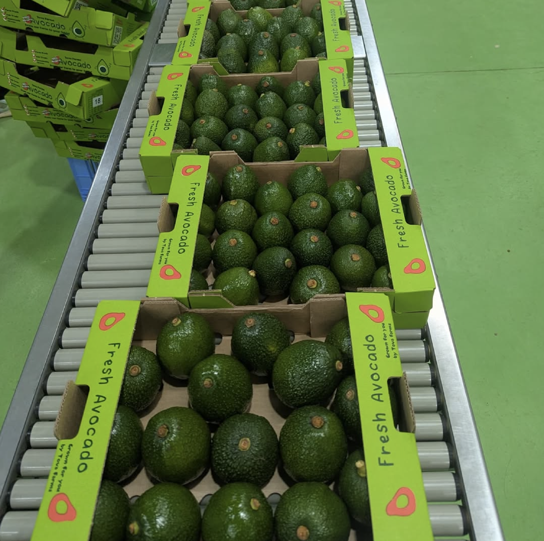 New Harvest –Healthy Avocados | New Zealand Origin (24 Pieces per Box),High Quality Fresh Avocado