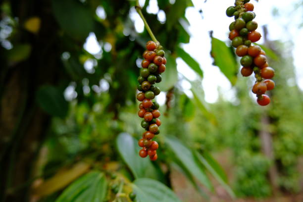 A Comprehensive Guide to Sourcing High-Quality Pepper: Top 10 Pepper Suppliers in Vietnam in Week 23 of 2025