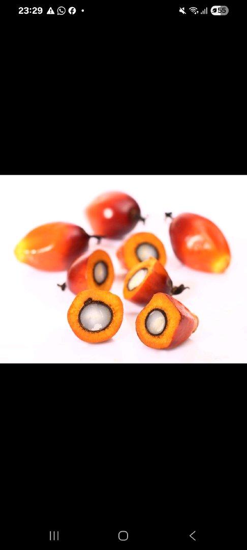 Palm Kernel nuts 