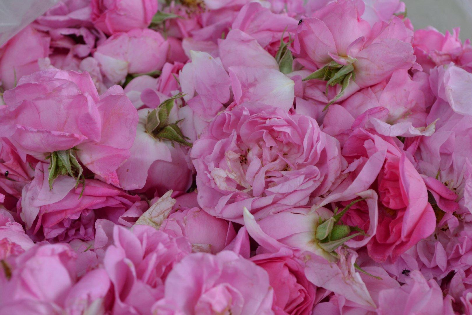 Dried rose flowers Type Organic Shelf Life 2 years Scent Gentle Floral Scent Source Organic, Unsprayed Roses Application Internal And External Use