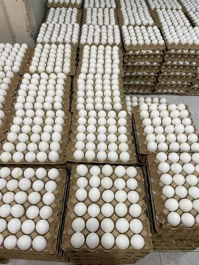 Fresh White Chicken Egs Wholesale Supply