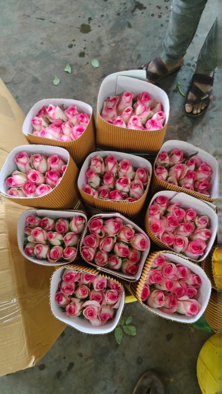 Rose Product 4