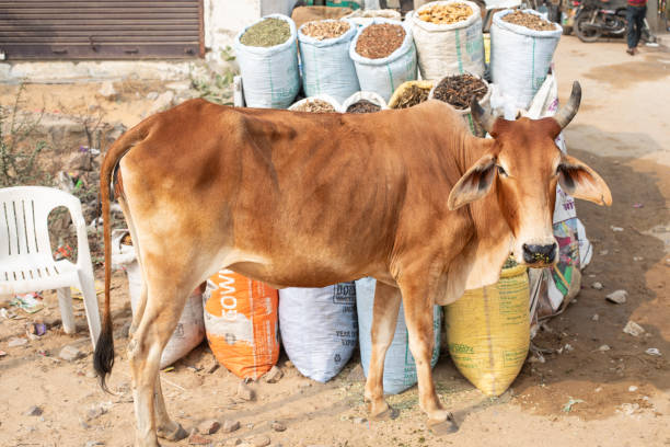 Top 10 Animal Cattle Feed Suppliers in Ukraine in September 2025