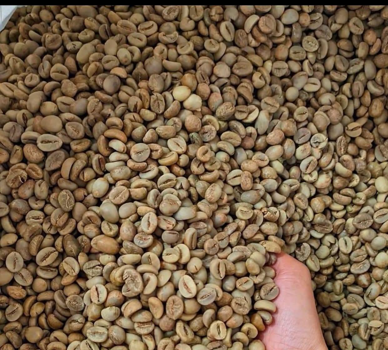 Indonesian Green Coffee Beans