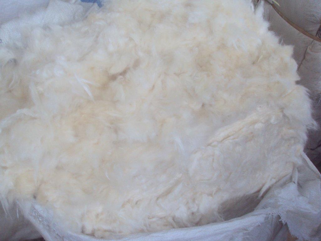 Kapok Fiber