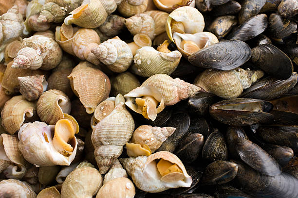 Your Expert Guide to Procuring Top-Tier Seashells: Top 9 Seashells Suppliers in Italy in Year 2025