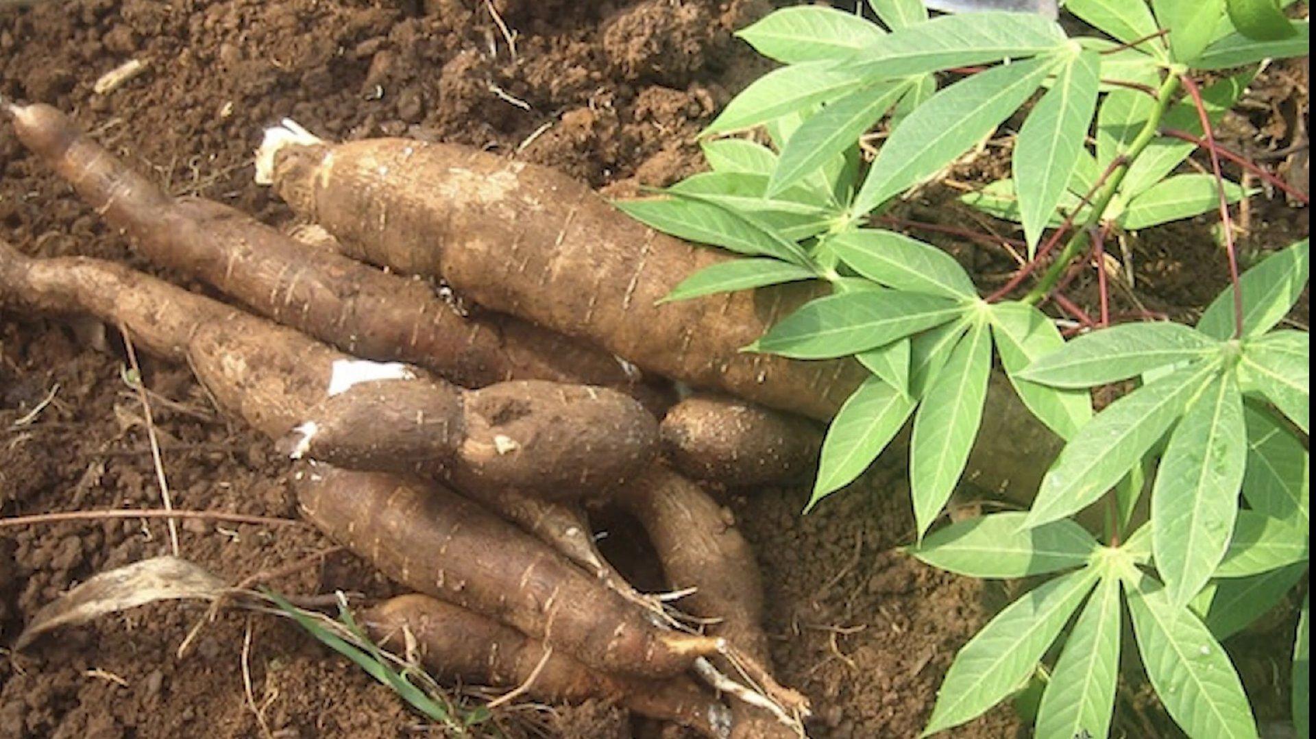 Phosphate Ester Starch