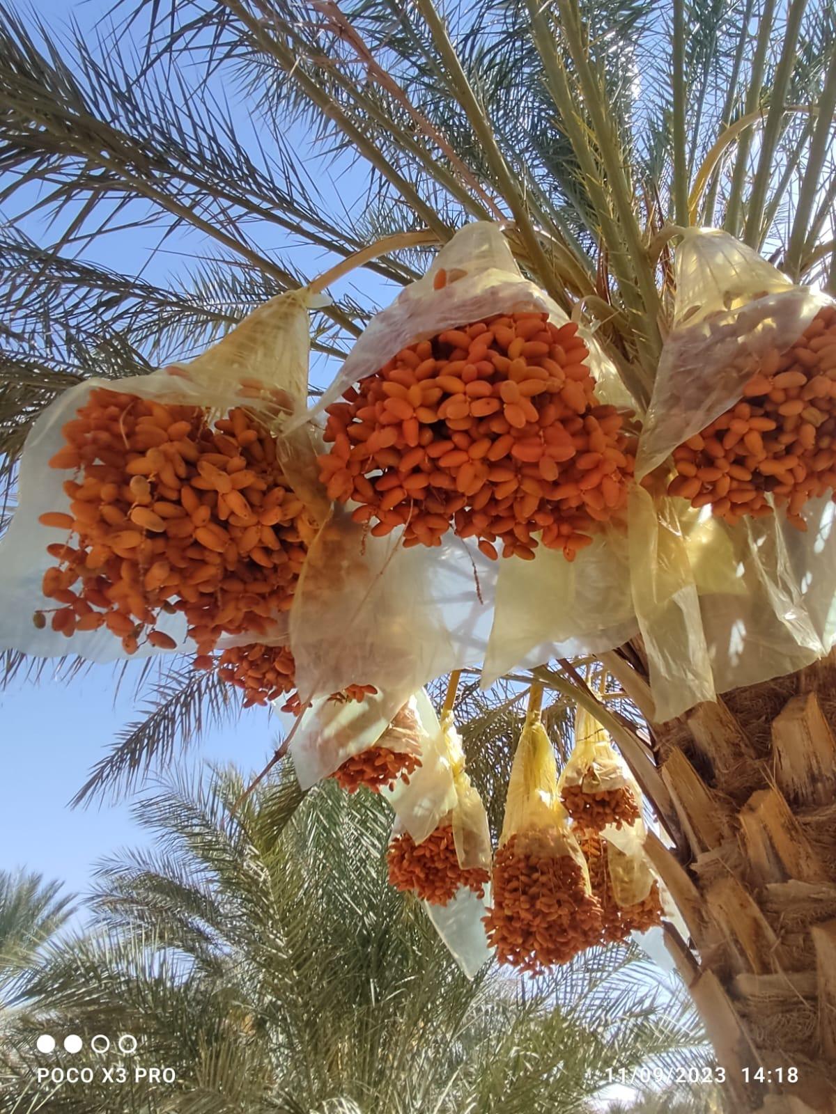 Deglet Nour Dates Image 3
