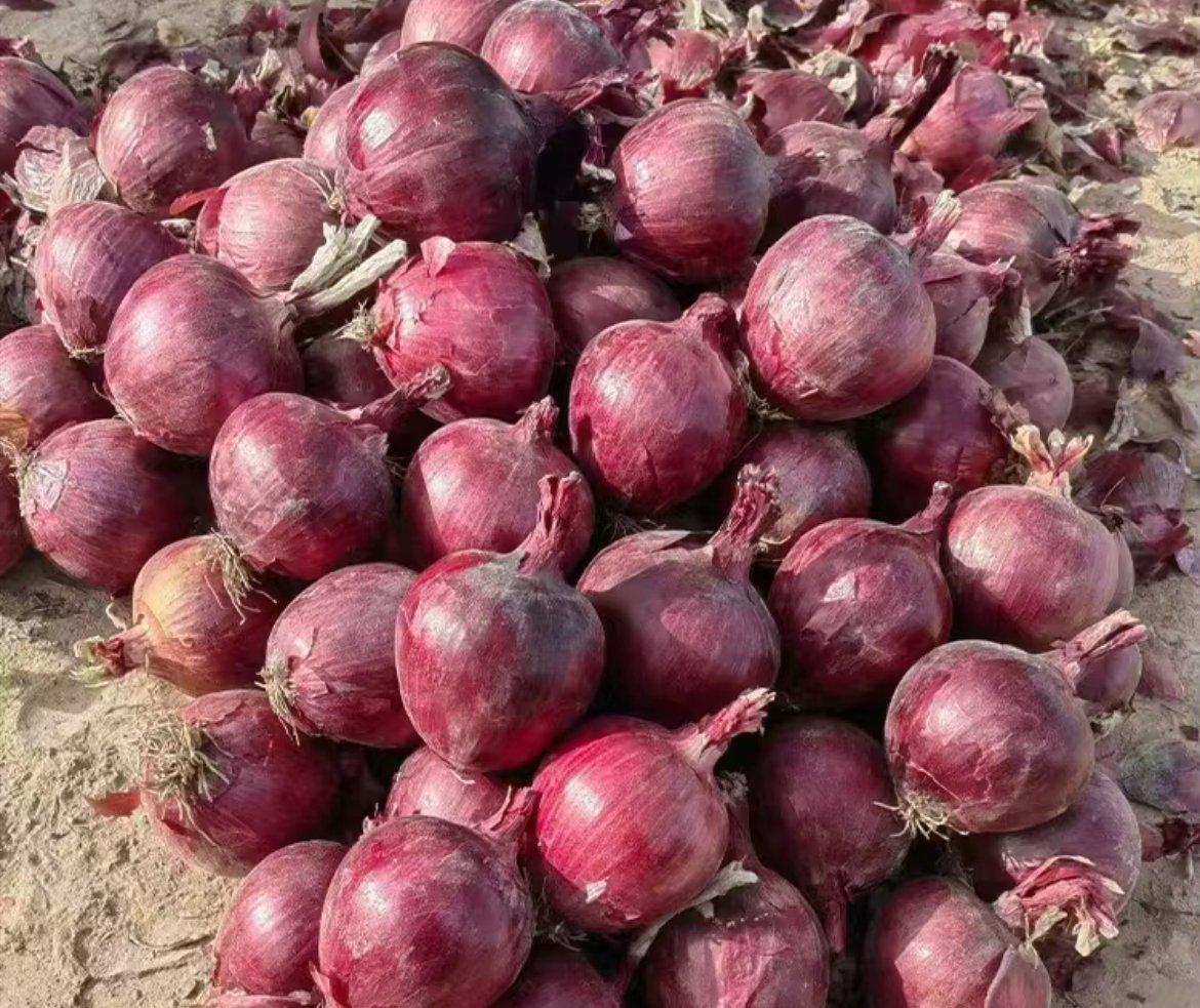 Fresh Red Onions and Yellow Onions Quality Grade