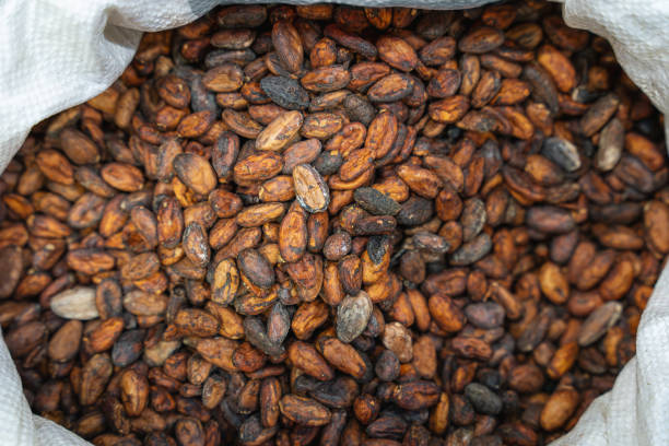 A Comprehensive Guide to Sourcing High-Quality Cocoa Beans: Top 7 Cocoa Beans Suppliers in Portugal in Year 2025