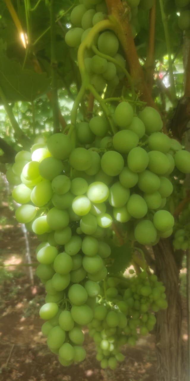 Fresh Grape muscat