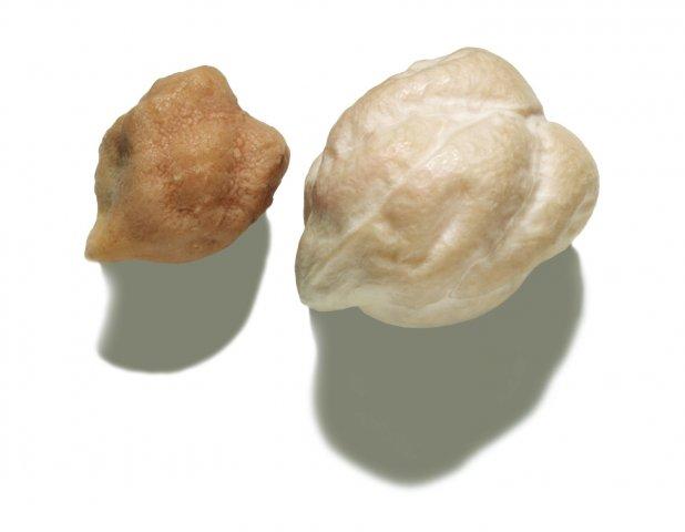 Wholesale MC Quality Dried Chickpea Kabuli Chick Peas