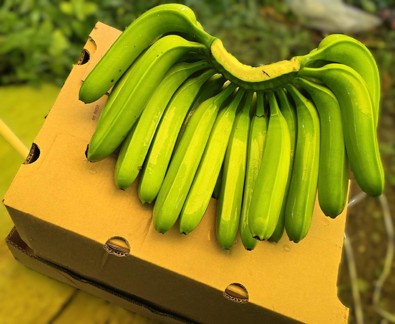 Banana Crates Ready for Export