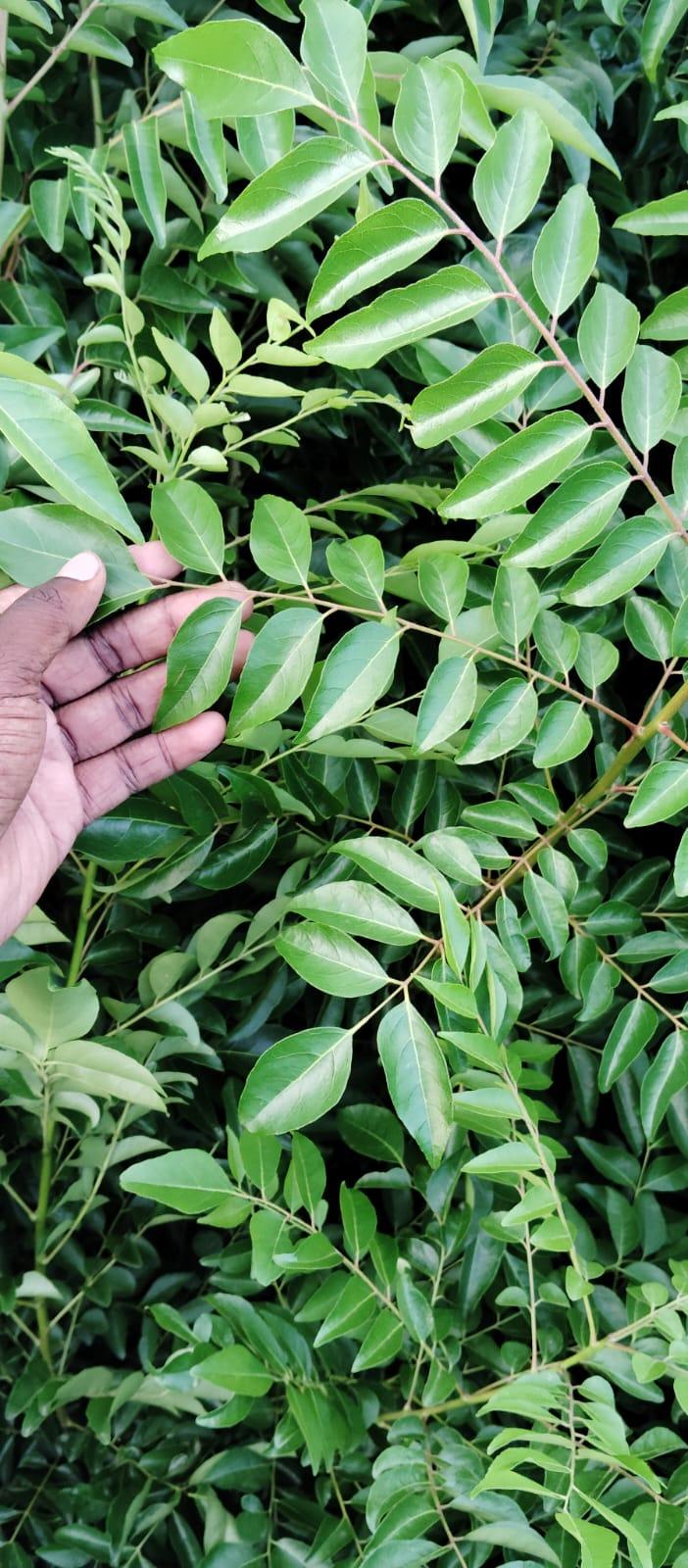 Fresh Curry Leaves