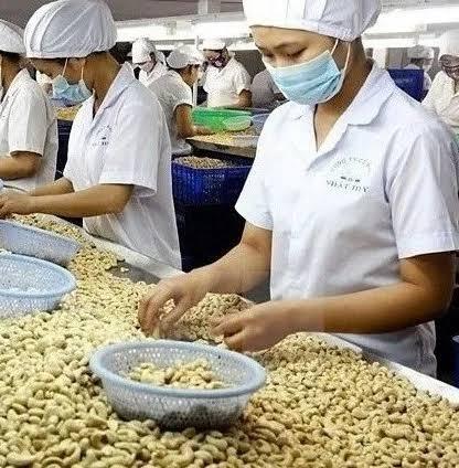 Factory-Dried Kaju Raw Cashew Nut Kernels WW240 WW320 WW450 Pistachio & Pine Nuts for Food