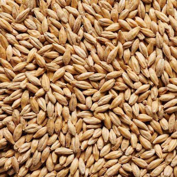 Wholesale Bulk Barley Grain / Best Quality Feed Barley for Sale / Barley for Animal Feed