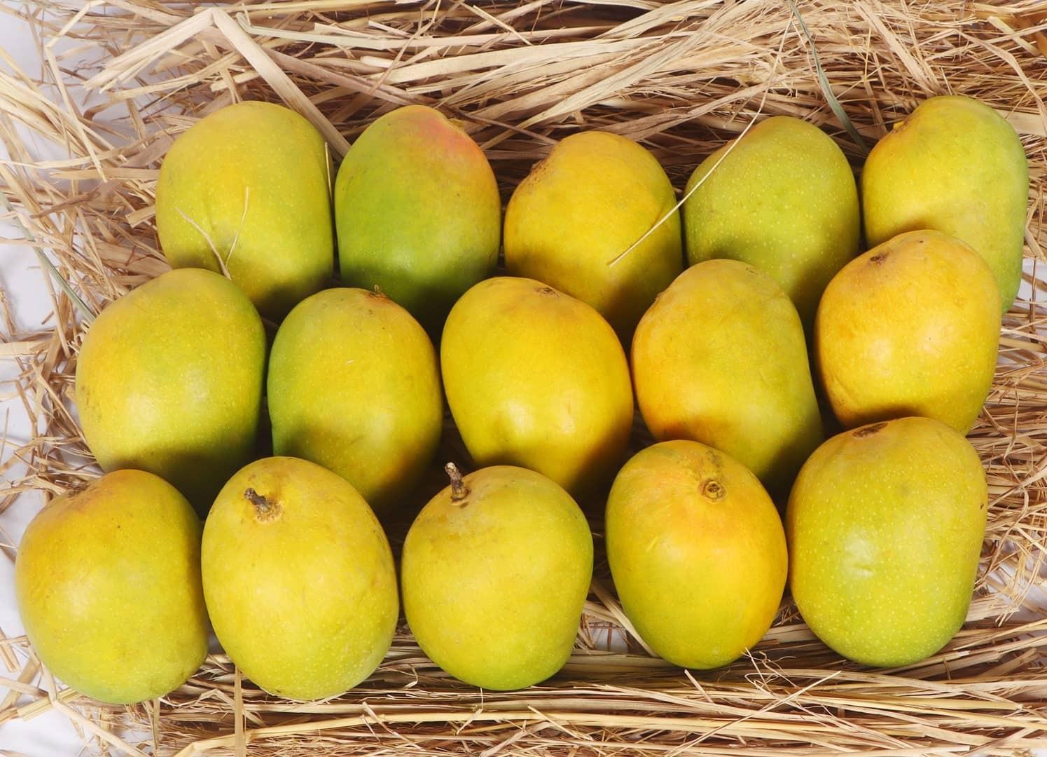 Fresh Delicious Mango Alphonso Super Grade 3kg Natural Taste Available at Factory Price Trusted Supplier