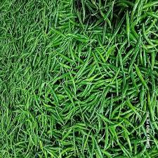 Fresh Green Chilli