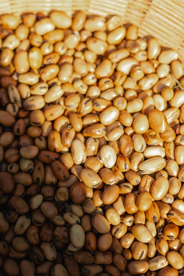 Broad Bean